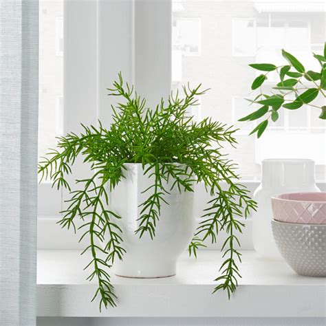 假植物|人造植物 │ IKEA 線上購物